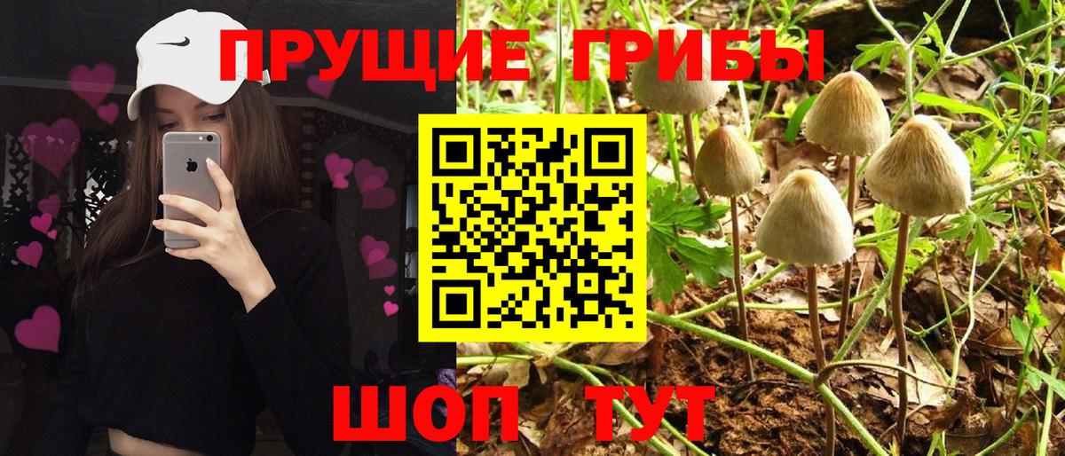 Галлюциногенные грибы мицелий  Галлюциногенные грибы Psilocybine cubensis  даркнет сайт  Похвистнево  Вход с VPN 
